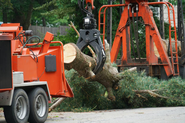 Croydon, PA Tree Services Company